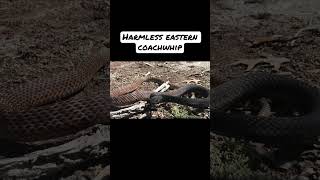 Have you ever seen an eastern coachwhip snake coachwhip snake wild reptile nature [upl. by Joshia]