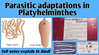 Parasitic adaptations in platyhelminthes or Flatworms  Bsc notes [upl. by Jon]