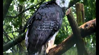 Sound of the Harpy Eagle Weltvogelpark Walsrode [upl. by Notrub]