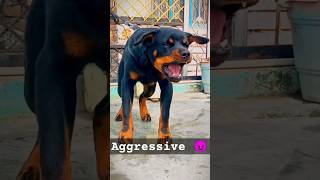 aggressive rottweiler dog barking dog doglover rottweiler doberman aggressive huskydoglovers [upl. by Ecaj]