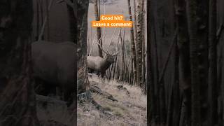 One Shot Public Land Bull Bow hunting Elk [upl. by Borroff327]