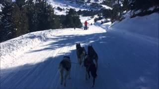 Dog Sledding in El Tarter Andorra [upl. by Novehs39]