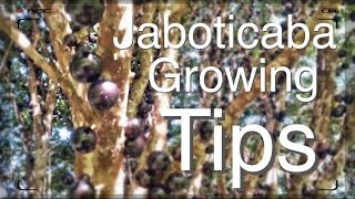 The Amazing Jaboticaba Tree  Growing Tips [upl. by Newfeld]