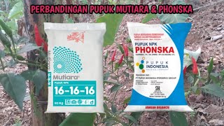 PUPUK NPK MUTIARA amp PHONSKA MANA YANG LEBIH BAIK [upl. by Tooley958]