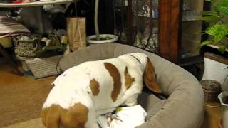 HAL basset hound  his bed making [upl. by Lundt]