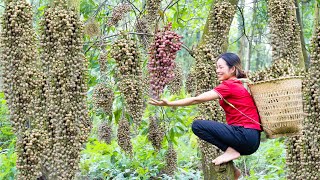 Harvest Bischofia Javanica Java Cedar go to the market sell  Herbal uses of Java Cedar fruit [upl. by Arvin]