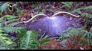 The Fanciest Bird in the World Superb Lyrebird [upl. by Tudela]