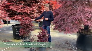 Twomblys Red Sentinel Japanese Maple from Conifer Kingdom [upl. by Noret]