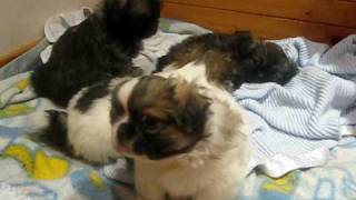 Tibetan Spaniel puppies playing [upl. by Rushing878]