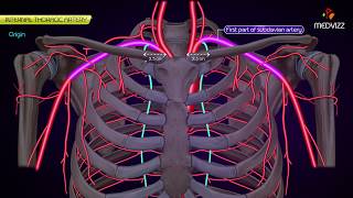 Internal thoracic Artery  Animated Anatomy [upl. by Glanti]