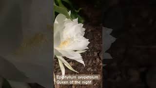 Epiphyllum oxypetalumqueen of the nightnature flower 自然 [upl. by Ivah]