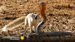 10 Craziest Animal Fights in the Animal Kingdom 🐍 Lions Hippos Cobras  Smithsonian Channel [upl. by Salguod364]