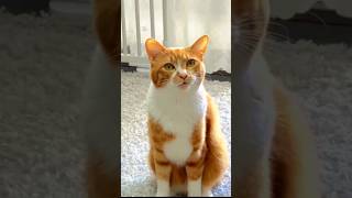 Funny animals 👀😂 funniest cat and dogs short 🤣🐱🐶 viral funny cat dog short [upl. by Anib]