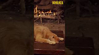 BONANZA quotI am running this ranch not that dogs hairquot [upl. by Akkeber]