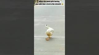 I cant stop cracking up at this duck’s MOVES 🤣 [upl. by Rebecka747]