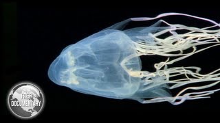 BOX Jellyfish  The Most Dangerous Sea Creature [upl. by Leiuqese]