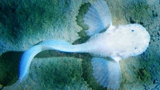 10 Weird Sea Discoveries [upl. by Enaud]