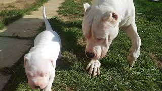 Dogo Argentino playing [upl. by Eniahs]