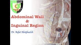 Abdominal Wall and Inguinal Region [upl. by Serene]