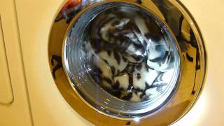 Miele Touchtronic W3033  Normal Cycle Wash Action [upl. by Estrella227]