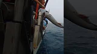 Black Cod fishtough sablefish saltwaterfishing [upl. by Airotcivairam632]