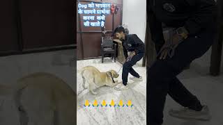 🐕 Labrador 🐕 practice command prathna Bhagwan ke samne kese karwata hai dog pets trendingshorts [upl. by Iaoh914]