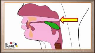 WCLN  The Pharynx and the Esophagus  Biology [upl. by Laurent]