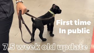 CANE CORSO puppies FIRST TIME in public place canecorso dogtraining dog [upl. by Ahsoek]