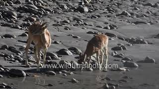 Urial of Ladakh Rare footage of wild Himalayan sheep species as they jump down to waters edge [upl. by Hinze]