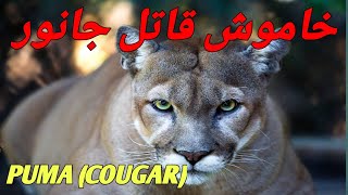 SILENT KILLER PUMA  PUMA ARGENTINE COUGAR lNORTH AMERICAN COUGAR COSTA RICAN COUGAR infopediajm [upl. by Nelyahs578]