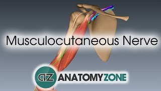 Dermatomes and Cutaneous fields [upl. by Columbus293]