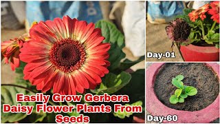 How To Grow Gerbera Daisy Flower Plants From Seeds With Updates [upl. by Reggy776]