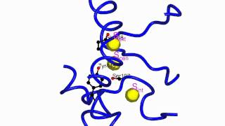 CLC chloride channel  transporter [upl. by Narhem319]