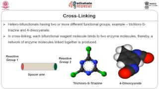 Immobilization of enzymes [upl. by Christis]