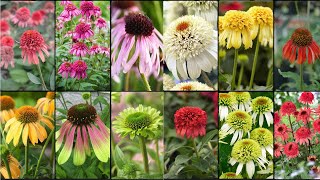 CONEFLOWERS PLANTS VARIETIES  Plants Weekly [upl. by Yslek]