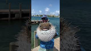 Biggest Pufferfish Ive Ever Seen [upl. by Slorac]