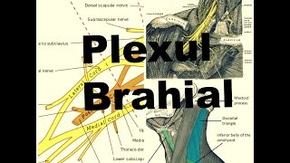 Plexul Brahial  Localizare structura ramuri terminale si colaterale [upl. by Woo]