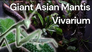 Building a Tropical Vivarium for Giant Asian Mantis [upl. by Haven]