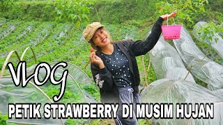 PANEN STRAWBERRY DI SERANG PRATIN PURBALINGGA🍓 strawberry [upl. by Lashonde]