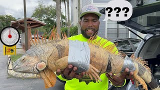 Massive iguanas CAUGHT FIGHTING For Dominance NEW RECORD IGUANA How BIG is He [upl. by Biancha632]