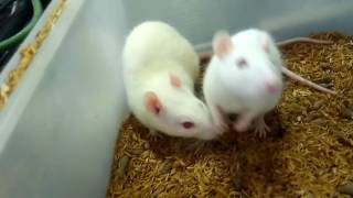 Pharmacology routes if drug administration using albino rat [upl. by Sheffy]