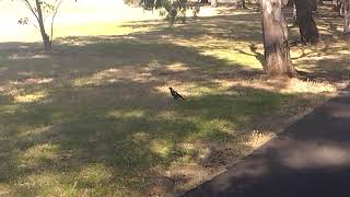 Australian magpie Gymnorhina tibicen [upl. by Elijah]