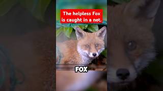 Man Rescues Baby Fox Trapped in Fence with Kindness 🦊 rescue fox [upl. by Wilhelm763]