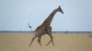 Running Giraffe in Botswana [upl. by Anialad]