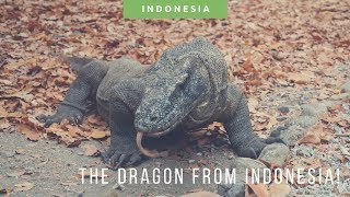 Meeting Komodo Dragon Inside Komodo Island Flores Indonesia  Indonesia Travel [upl. by Axia]