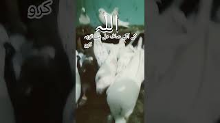 Soore tehreem qraan trjumh youtube short viral vidio Qraan trjumh islAmick viral vidio🕋🕋🕋 [upl. by Liag]