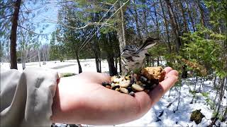 Yellow Rumped Warbler May112020 [upl. by Ardnwahsal]