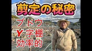 剪定の効率的な方法。暖冬時の仮剪定、本剪定は？農業未経験者を労働者として上手に使うにはどうしたら？悩み多きブドウ農園経営者とアイデアや情報を共有します。シャインマスカットとナガノパープルを剪定 [upl. by Oetomit996]