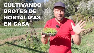 Cultivando brotes de hortalizas en casa [upl. by Aloysius755]