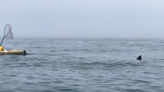 VIDEO Kayakers spot shark while on water in California [upl. by Janene308]